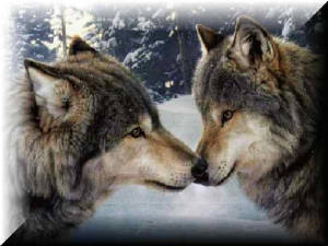 2wolves.jpg